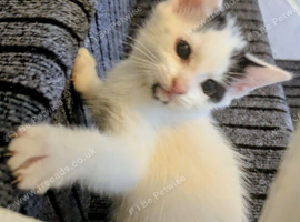 10 weeks old kittens ready to leave