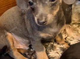 Chihuahua x dachshund chiweenies