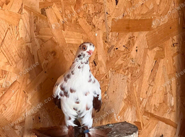 Fancy pigeons for sale