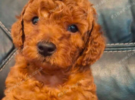Puppy for sale