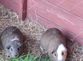 Dad and son bonded guinea pigs