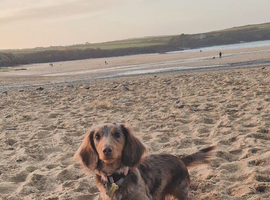 Minature Dachshunds