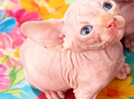 STUNNING RED/SILVER SPHYNX BOY KITTEN