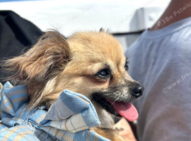 Beautiful 7 year old female tan chihuahua