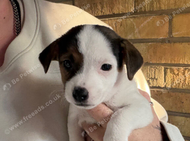 3 Jack Russell Puppies