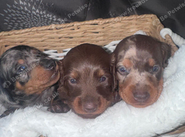 miniature dachshund