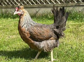 Coloured hybrid hens at pol