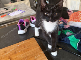 kitten girl playful loving
