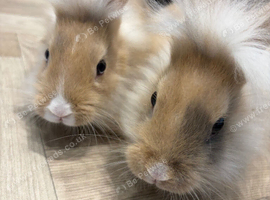2 baby lion head bunny&rsquo;s