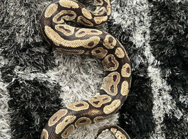 VPI Axanthic ball python