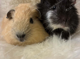 Baby Guinea Pigs