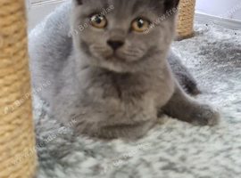 British shorthair