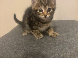 Beautiful soft kittens