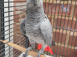 Beautiful African grey Parrot for sale