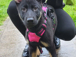 Beautiful girl looking for her forever home