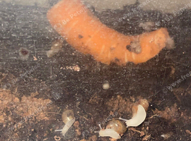 Baby African land snails