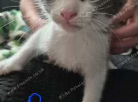 Beautiful maine coon cross kittens