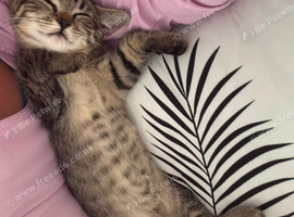 2 LEFT mixed Ragdoll x British Shorthair