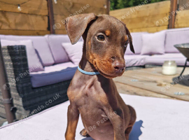 Beautiful family dobermanns *2 boys pups ready to go*