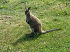 Wallabies