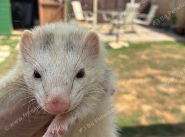 Ferrets
