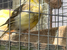 Variegated canary hens
