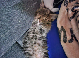Grey girl kitten