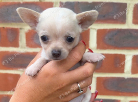 stunning chihuahua puppies READY to leave