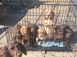 Cocker spaniel puppies