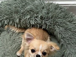 Puppy boy