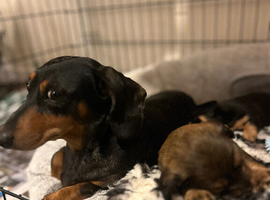 Dachshund cross chihuahua [CHIWEENIE]