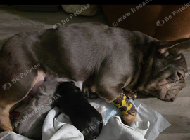 Adorable french bulldog puppy's