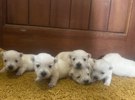 West Highland terrier puppies for sale!