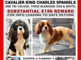 4 STOLEN CAVALIER KING CHARLES SPANIEL PUPPIES