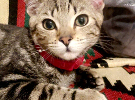 6 beautiful kittens