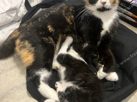 3 kittens ready for their new homes!!