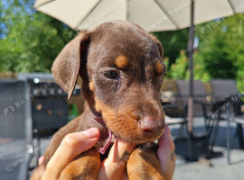 Beautiful family dobermanns *4 pups 1 girl 3 boys*