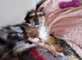 Very sweet jack Russell girl