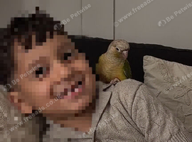Pineapple conure 3 months old