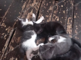 3 kittens