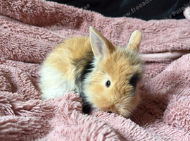 Mini lion lop
