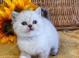 OUTSTANDING PURE BRED BSH TEDDY BEARS (READY 17TH OCTOBER)