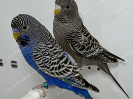 Black Face Budgies For Sale