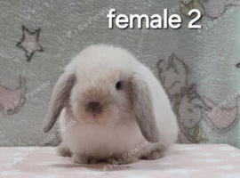 Beautiful purebred mini lops