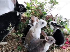 Standard rex rabbits