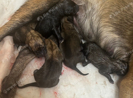 8 Belgian malinois cross whippet puppies for sale