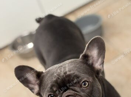 French bulldog
