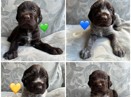 Kc reg german wirehaired pointer puppies for sale