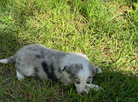 Beautiful Border Collie Pups