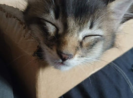 Ragdoll cross mainecoon